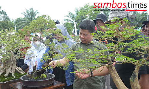 Bupati Sambas Satono melihat seni tumbuhan Bonsai pada penutupan Pameran dan Kontes Bonsai Lokal se Kalimantan, Minggu (31/7/2022)