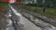 Kondisi Jalan yang menghubungkan Desa Kuala Pangkalan Keramat - Desa Mekar Sekuntum, Kecamatan Teluk Keramat memprihatinkan