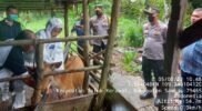 Proses Vaksinasi PMK pada hewan yang dilakukan Dinas Perikanan, Peternakan dan Kesehatan Hewan Kabupaten Sambas, Jumat (5/8/2022).