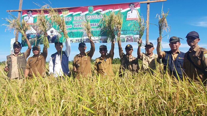 Panen Padi perdana Teknologi Sahaja, Rabu (21/12/2022) di Desa Sabaran, Kecamatan Jawai Selatan, Kabupaten Sambas.