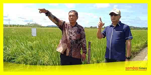 Anggota DPR RI Partai Nasdem Syarief Abdullah Alkadrie meninjau persawahan Poktan Dare Nandung Semparuk, Rabu (1/2/2023).