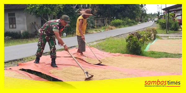 Babinsa Jawai turut membantu petani menjemur hasil panen padi warga binaan, Rabu (15/2/2023).