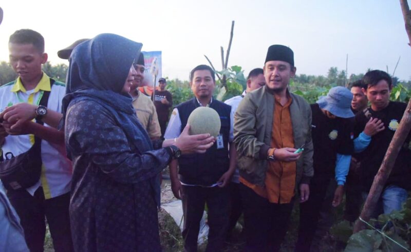Wakil Bupati Sambas Fahrur Rofi panen Buah Melon milik Antoni petani Milenial Kecamatan Tekarang. Rabu (12/4/2023).