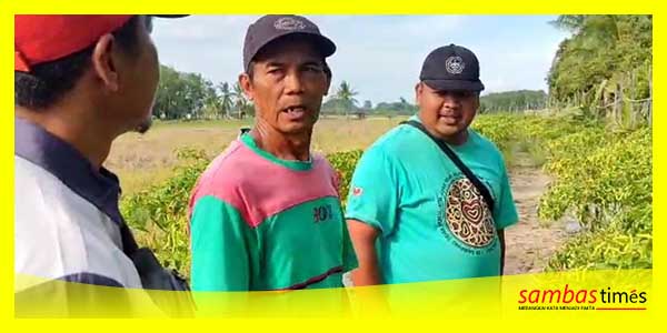 Kenedi Petani Cabe Desa Pancur, Kecamatan Tangaran menyampaikan keluhan turunnya harga pasaran cabe.