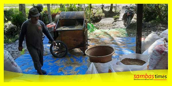 Petani Desa Tri Mandayan melakukan perontok padi usai panen, Sabtu (15/7/2023).