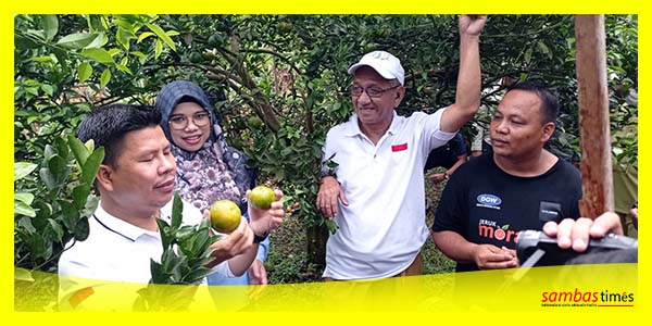 Bupati Sambas Satono didampingi Kadistan KP Musanif memanen Jeruk di Desa Gapura, Kecamatan Sambas, Selasa (17/10/2023).