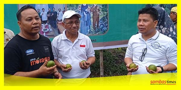Ramli menjelaskan teknik modifikasi jeruknya menjadi Jeruk Moraga kepada Bupati Sambas Satono dan Kadistan KP Musanif, Selasa (17/10/2023).
