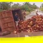 Sebuah Dump Truk pengangkut buah Sawit terbalik di jalan Pinang Merah menuju Kecamatan Jawai, Kamis (12/10/2023) sore.