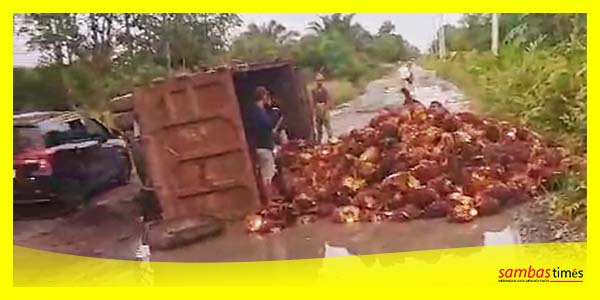 Sebuah Dump Truk pengangkut buah Sawit terbalik di jalan Pinang Merah menuju Kecamatan Jawai, Kamis (12/10/2023) sore.