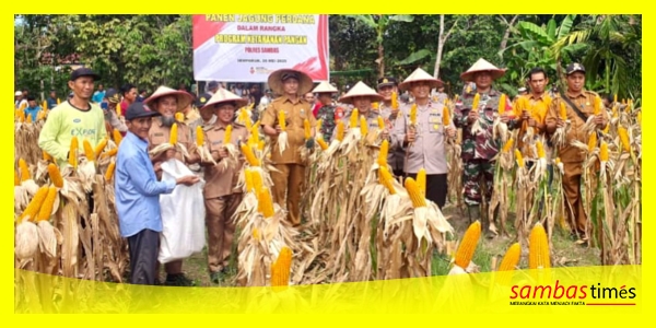 Polsek Semparuk panen Jagung perdana dalam mendukung ketahanan pangan Polres Sambas, di Desa Sepinggan, Kecamatan Semparuk, Selasa (20/05/2025) pagi.