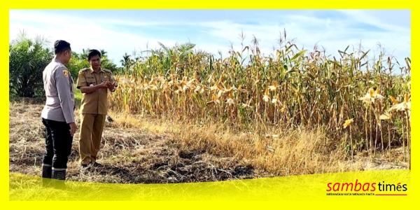 Peninjauan lokasi persiapan panen raya di lahan tanaman jagung di Dusun Sepinggan Besar, Desa Sepinggan, Kecamatan Semparuk, Selasa (27/05/2025).