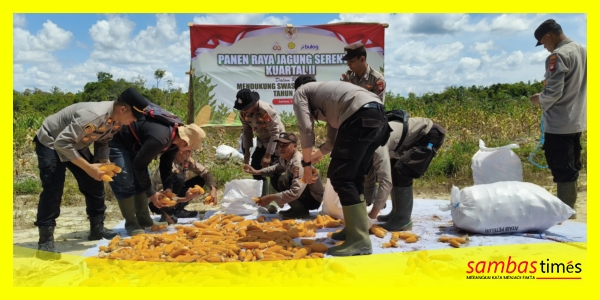Kapolsek Tebas IPTU Mulyadi Jaya bersama Kelompok Tani melaksanakan Panen Raya Jagung di Desa Serat Ayon, Kecamatan Tebas, Kamis (5/5/2025).