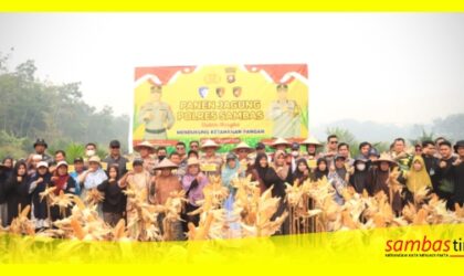 Panen Jagung