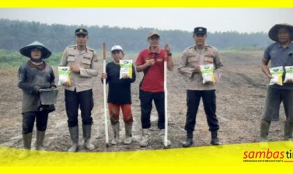 Tanaman Jagung