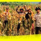 Panen Jagung Kwartal III Tahun 2026 yang dilaksanakan Polsek Subah di lahan tumpang sari seluas 1 hektar milik Khoiri di Dusun Pengapit, Desa Madak, Kecamatan Subah, Kabupaten Sambas , menghasilkan sekitar 6,5 ton Jagung Pipil Kering. Selasa (29/9/2026).