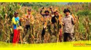 Panen Jagung
