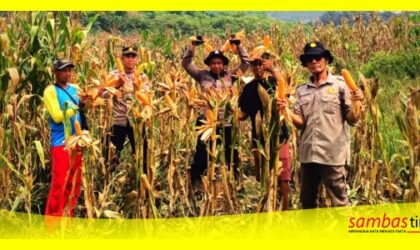Panen Jagung