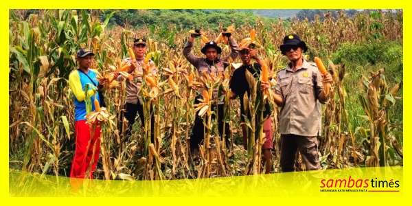Panen Jagung Kwartal III Tahun 2026 yang dilaksanakan Polsek Subah di lahan tumpang sari seluas 1 hektar milik Khoiri di Dusun Pengapit, Desa Madak, Kecamatan Subah, Kabupaten Sambas , menghasilkan sekitar 6,5 ton Jagung Pipil Kering. Selasa (29/9/2026).